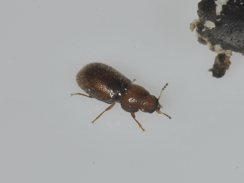 Cisidae - Cis sp.